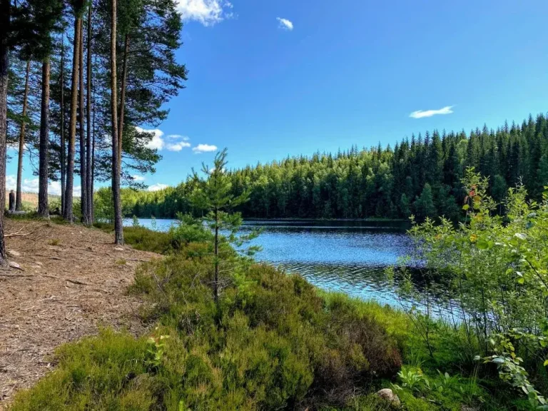 Menjelajahi Keajaiban Alam: Keindahan Hutan dan Danau di Swedia