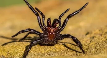 Kebun Binatang Australia Telah Menemukan Laba – Laba Hemsworth Jaring Corong Terbesar