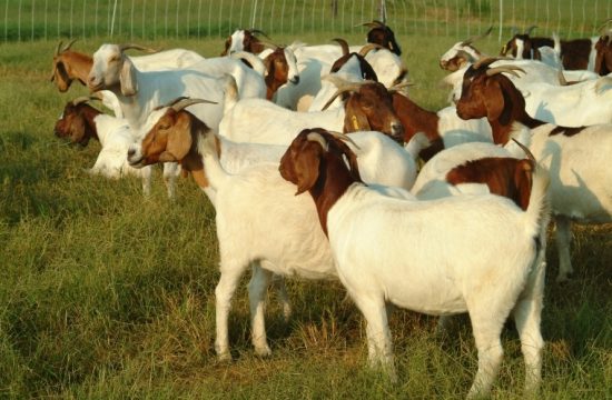 Jelang Idul Adha, Berikut 5 Tips Memilih Kambing Qurban yang Sehat dan Layak