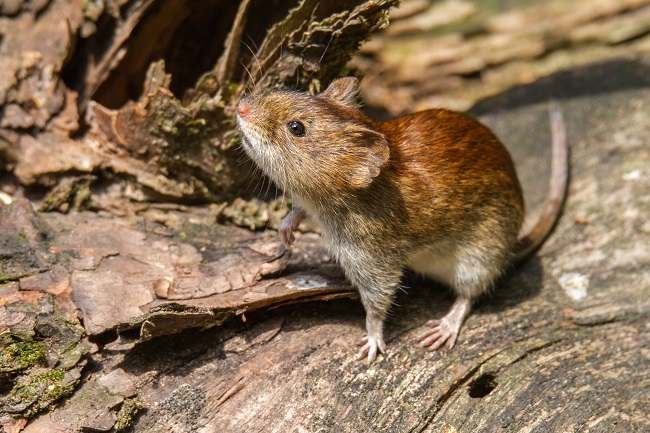 HFRS: Virus dari Tikus yang Lagi Nongol di Indonesia, Ini Fakta-faktanya!