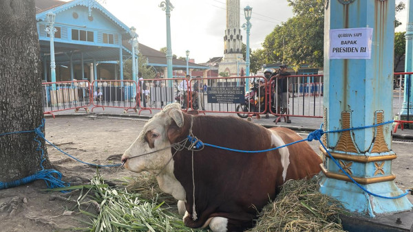 Prabowo dan Gibran Berkurban Sapi di Masjid Agung Solo, Salat Id Digelar Jumat