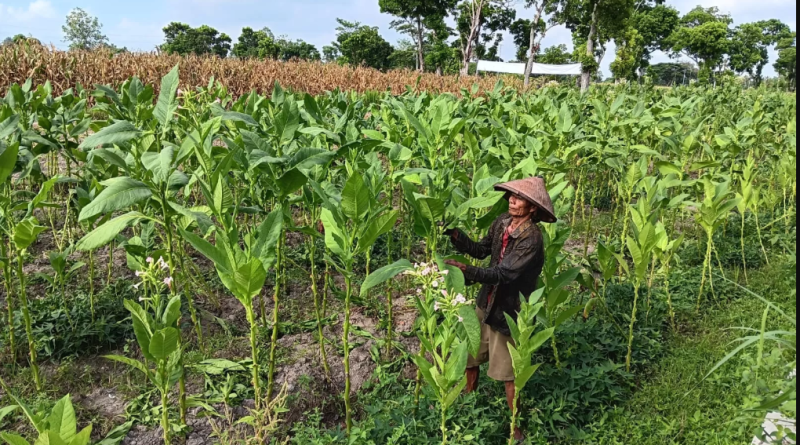 Keputusan PT Gudang Garam dan Nojorono untuk menghentikan pembelian tembakau dari Temanggung menuai kekhawatiran di kalangan petani. Ketua Umum Dewan Pimpinan Nasional Asosiasi Petani Tembakau Indonesia (DPN APTI), Agus Parmuji, menyebut keputusan ini sebagai ancaman serius bagi ekonomi daerah dan nasional. Dampak Langsung ke Petani dan Ekonomi Lokal Agus menjelaskan bahwa Temanggung selama ini menjadi salah satu pusat produksi tembakau terbesar di Jawa Tengah. Dalam tiga bulan pembelian terakhir pada 2023, Gudang Garam membeli sekitar 700 ribu keranjang tembakau dari enam kabupaten. Setiap keranjang bernilai rata-rata Rp2,5 juta. "Jika kita hitung, sekitar Rp1,75 triliun uang beredar di daerah. Ketika perusahaan berhenti membeli, semua itu langsung hilang dari sirkulasi ekonomi lokal," ujar Agus. Petani kehilangan pembeli utama. Sektor turunannya ikut terdampak, seperti pekerja pengrajin keranjang, buruh angkut, hingga usaha kecil di desa-desa penghasil tembakau. Rokok Ilegal dan Anjloknya Pendapatan Negara Agus menyoroti peredaran rokok ilegal yang semakin masif. Data Kementerian Keuangan tahun 2024 menunjukkan bahwa 95,44% pelanggaran berasal dari rokok tanpa pita cukai. Sisanya berasal dari rokok palsu, salah peruntukan, bekas, dan salah personalisasi. Menurutnya, pemerintah gagal melindungi industri rokok legal dari gempuran produk ilegal. Akibatnya, negara kehilangan potensi penerimaan cukai yang signifikan. “Kalau tren ini terus berlanjut, penerimaan negara dari sektor ini bisa anjlok. Produk ilegal semakin mendominasi pasar, tapi tidak memberikan kontribusi apa pun ke kas negara,” tegasnya. Tarif Cukai Tinggi Ancam Keberlangsungan Industri Selain masalah rokok ilegal, Agus juga mengkritik tingginya tarif cukai yang berlaku saat ini. Kenaikan tarif tersebut mengakibatkan penurunan produksi dan berkurangnya daya beli masyarakat terhadap rokok legal. “Ketika tarif terlalu tinggi, pabrik kesulitan menjual produknya. Ujungnya, mereka mengurangi pembelian bahan baku, termasuk tembakau petani lokal,” jelasnya. Ia menilai situasi ini berpotensi menciptakan gelombang pemutusan hubungan kerja (PHK) secara masif. Jika dibiarkan, jumlah pengangguran dan kemiskinan di pedesaan akan meningkat tajam. Harapan untuk Pemerintah dan Bea Cukai Agus meminta Presiden Prabowo Subianto untuk turun tangan dan memperhatikan nasib petani tembakau serta industri hasil tembakau (IHT) legal. Ia juga berharap Kepala Bea Cukai yang baru, Letjen Djaka Budi Utama, mampu menyusun kebijakan yang lebih bijak dan memberantas rokok ilegal secara tegas. “Petani dan pekerja sektor ini hanya ingin kepastian dan perlindungan. Kami tidak meminta subsidi, hanya ingin kebijakan yang adil dan berpihak pada ekonomi rakyat,” tutup Agus.